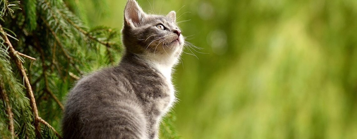 a qué edad regalar gatitos