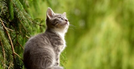 a qué edad regalar gatitos