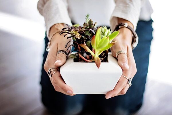 Plantas de Interior para Decorar