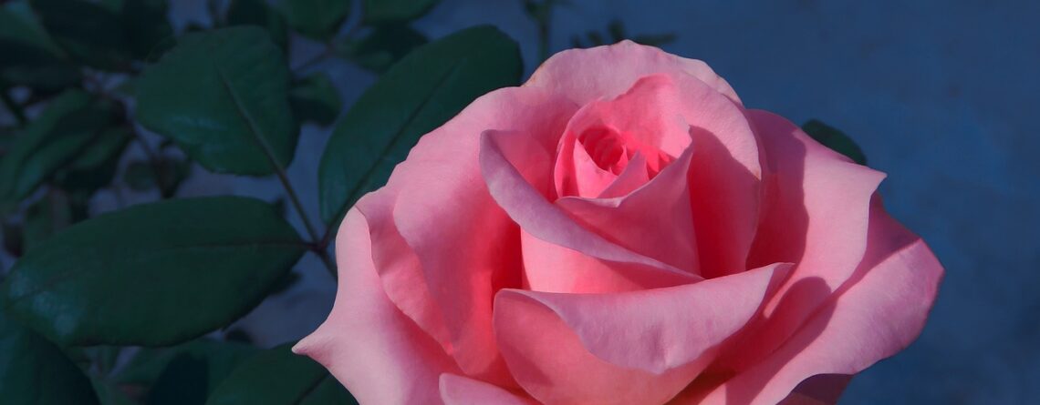 qué significa regalar flores
