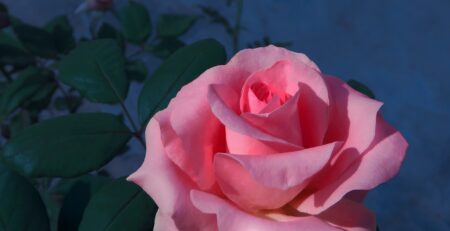 qué significa regalar flores