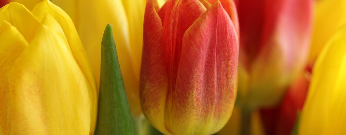 por qué se regalan flores amarillas