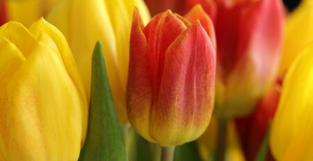por qué se regalan flores amarillas