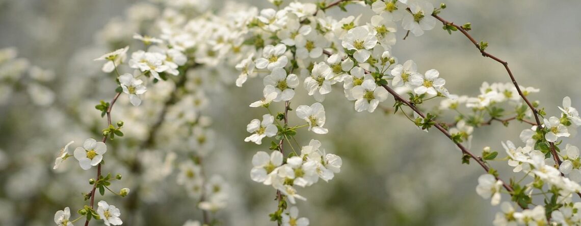 por qué se regalan flores el 21 de marzo