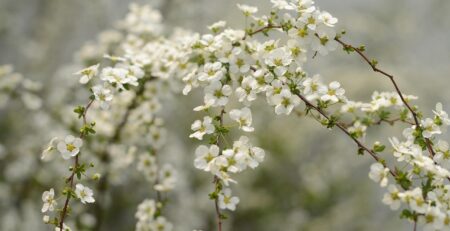 por qué se regalan flores el 21 de marzo