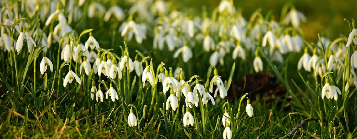por qué se regalan flores el 29 de febrero