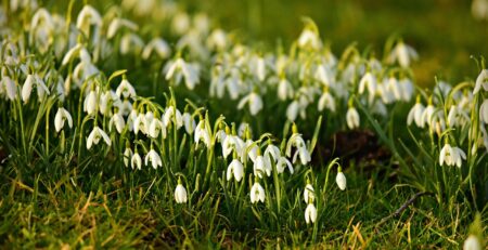 por qué se regalan flores el 29 de febrero